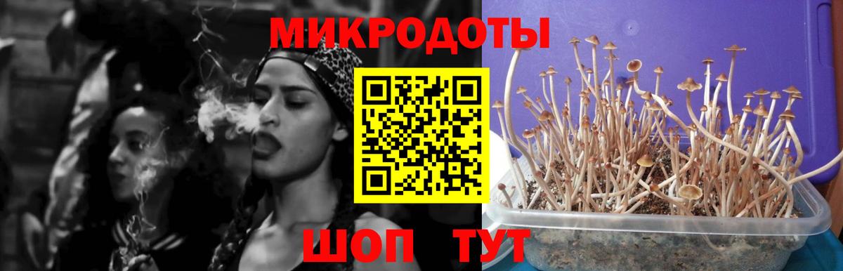 Галлюциногенные грибы Psilocybe Междуреченск